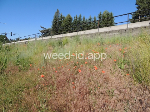 poppy, field